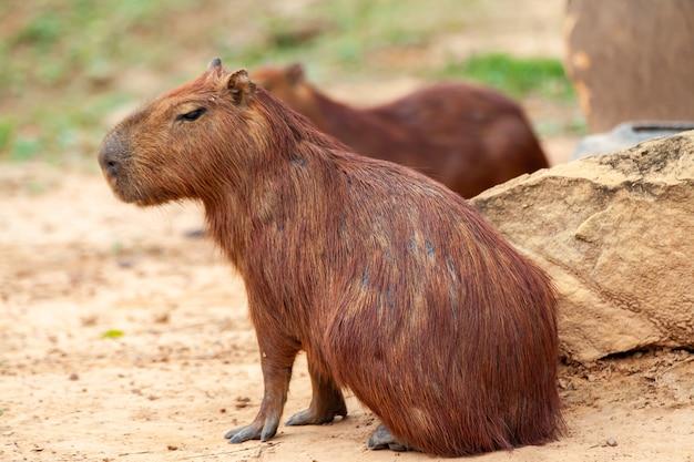 What is a group of warm blooded animals with hair or fur? 