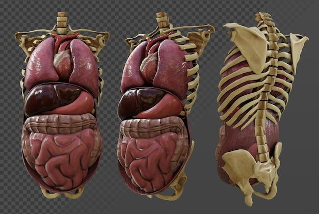 What is a membrane bound sac? 