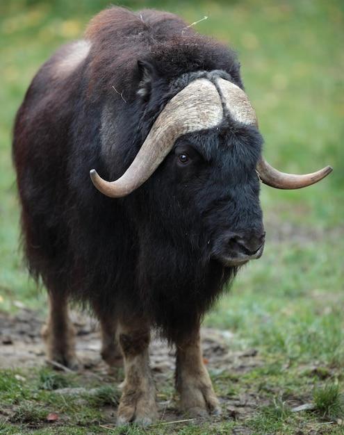 What are the predators of the musk ox? 