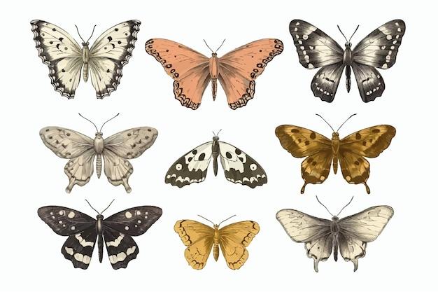 Are butterflies herbivores? 