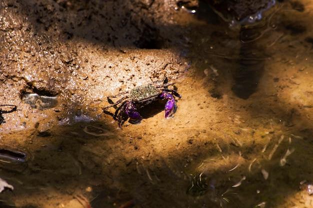 Are crabs amphibians? 