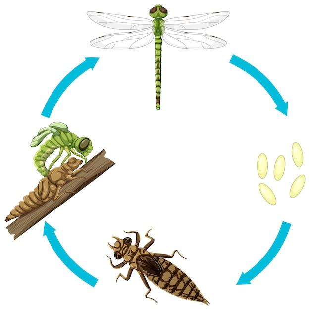 Are dragonfly larvae primary consumers? 