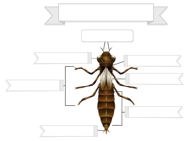 Are dragonfly larvae primary consumers? 