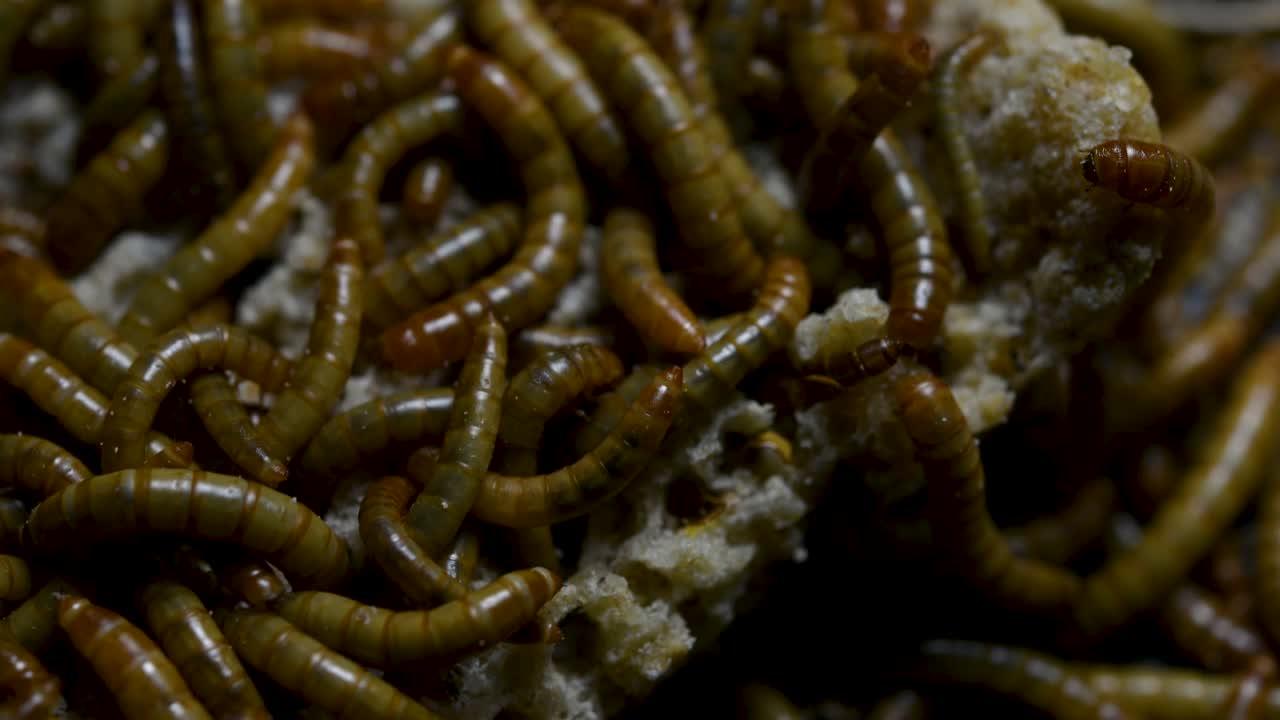 Are earthworms and mealworms related? 