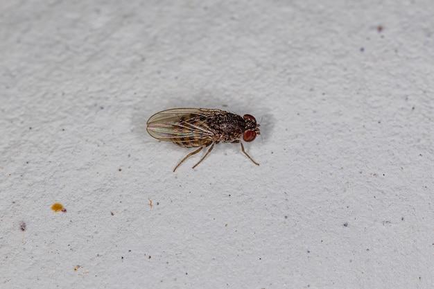 Are fruit flies asexual? 