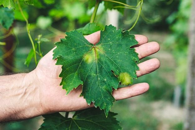 Are grape stems poisonous to humans? 