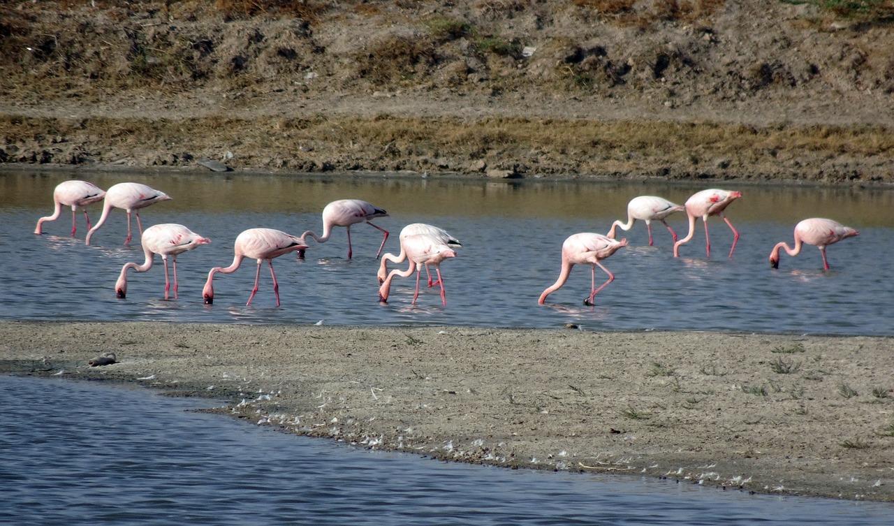 Are Gulf of Kutch and Rann of Kutch same? 
