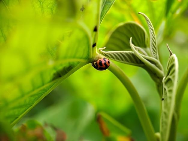 Does a ladybug have a backbone? 