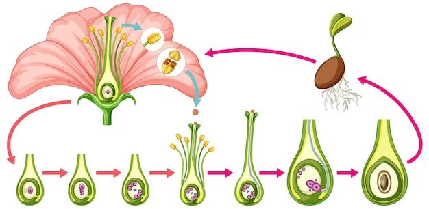 Are paramecium unicellular or multicellular? 