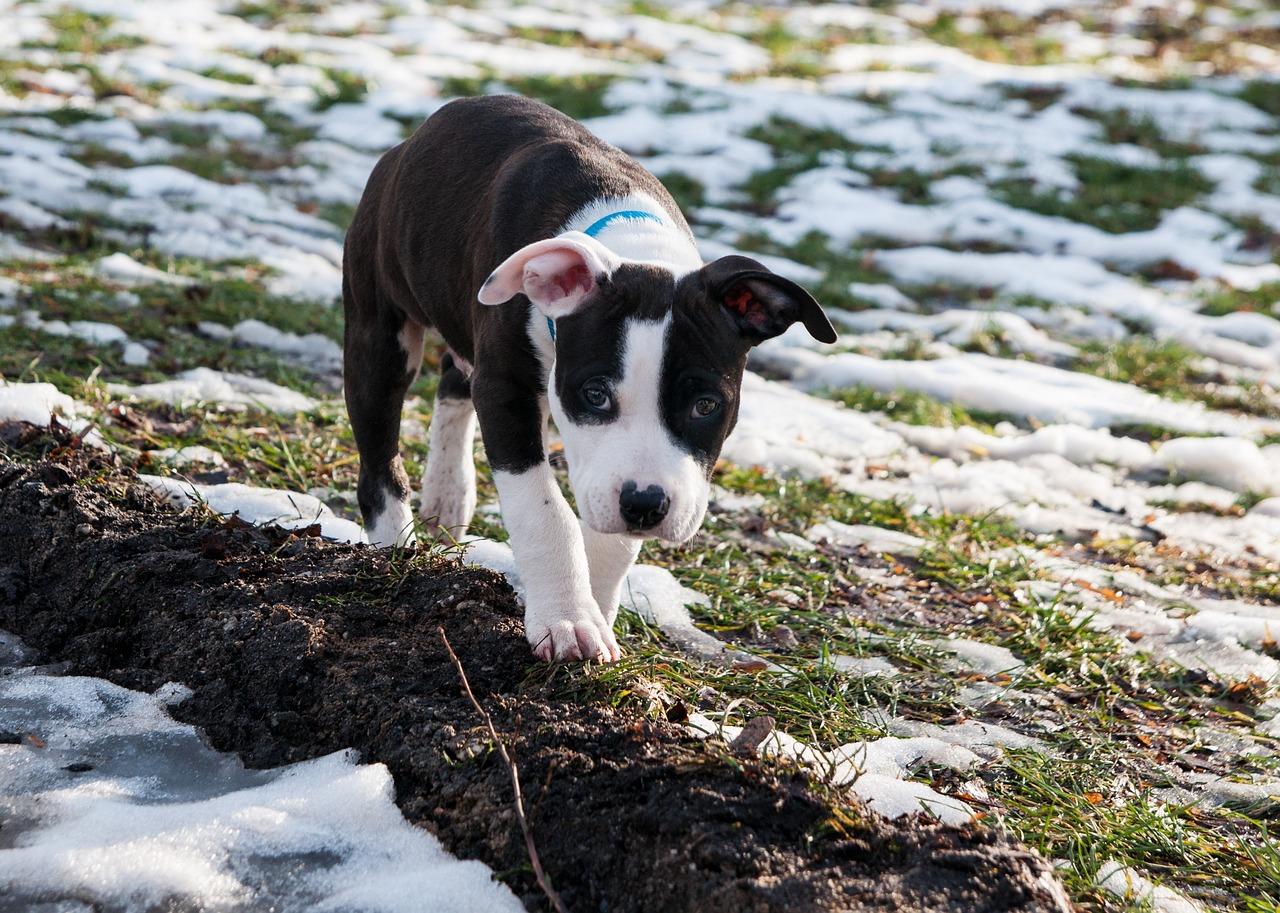 Are Staffordshire terriers an aggressive breed? 