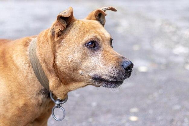 Are Staffordshire terriers an aggressive breed? 