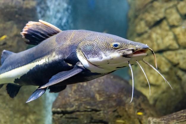 Are there any fish in the Ganges River? 