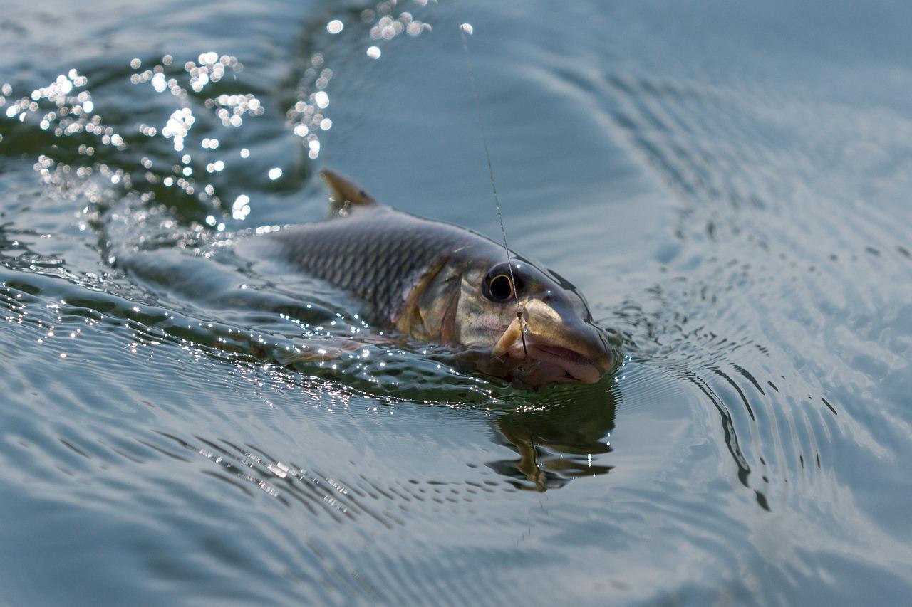 Are there any fish in the Ganges River? 