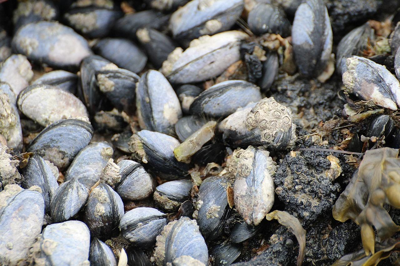 Are zebra mussels bad for humans? 