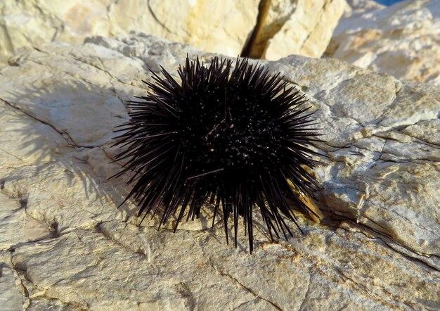 What do arthropods and echinoderms have in common? 