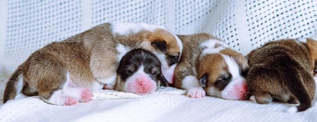 What can you bathe 4 week old puppies with? 