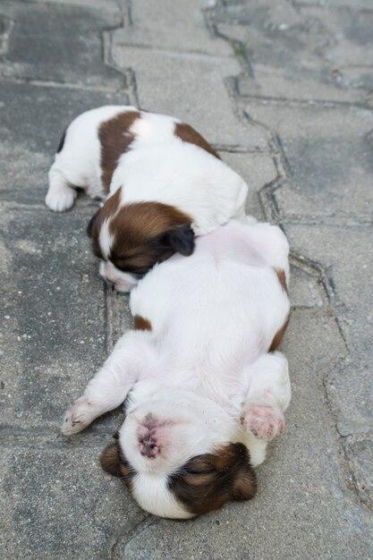 What can you bathe 4 week old puppies with? 