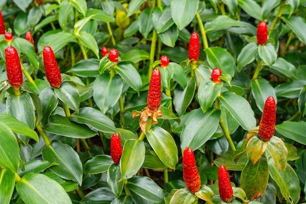 What are the benefits of Costus powder? 