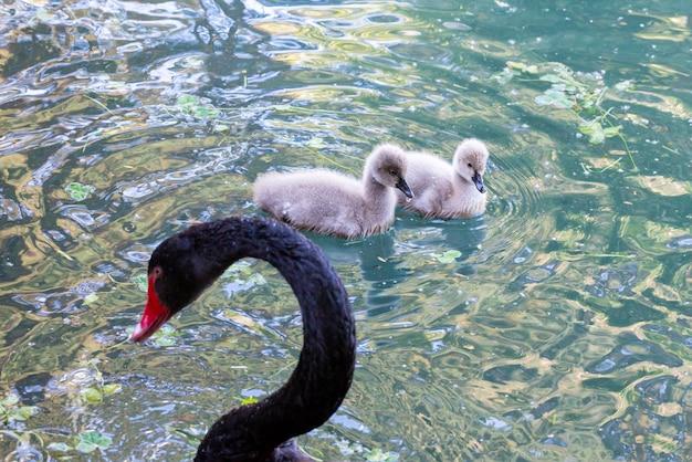 Is Black Swan based on a true story? 