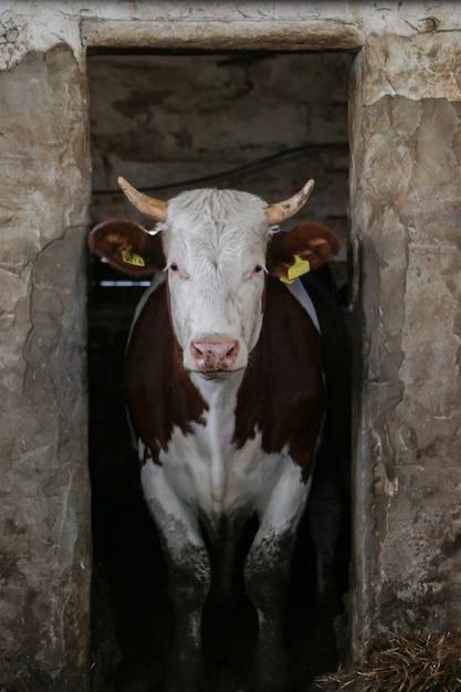Can a snake eat a whole cow? 