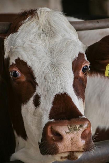 Can a snake eat a whole cow? 