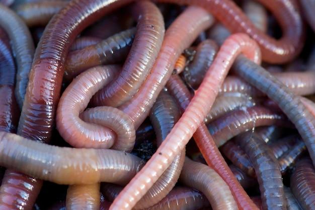 Can baby turtles eat earthworms? 