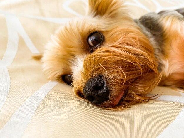 Can boy dogs get stuck together? 
