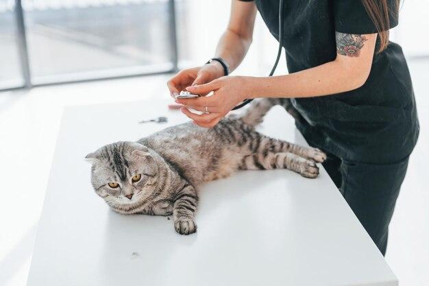 Can cat hair get in your lungs? 
