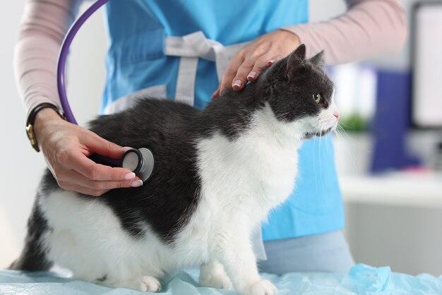 Can cat hair get in your lungs? 