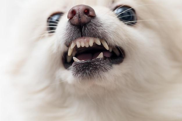 Can cats hear anti barking devices? 