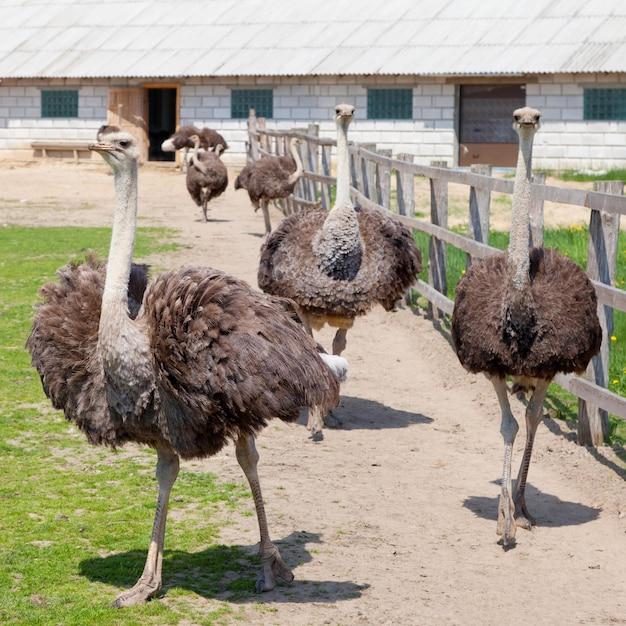 Do Emus eat meat? 