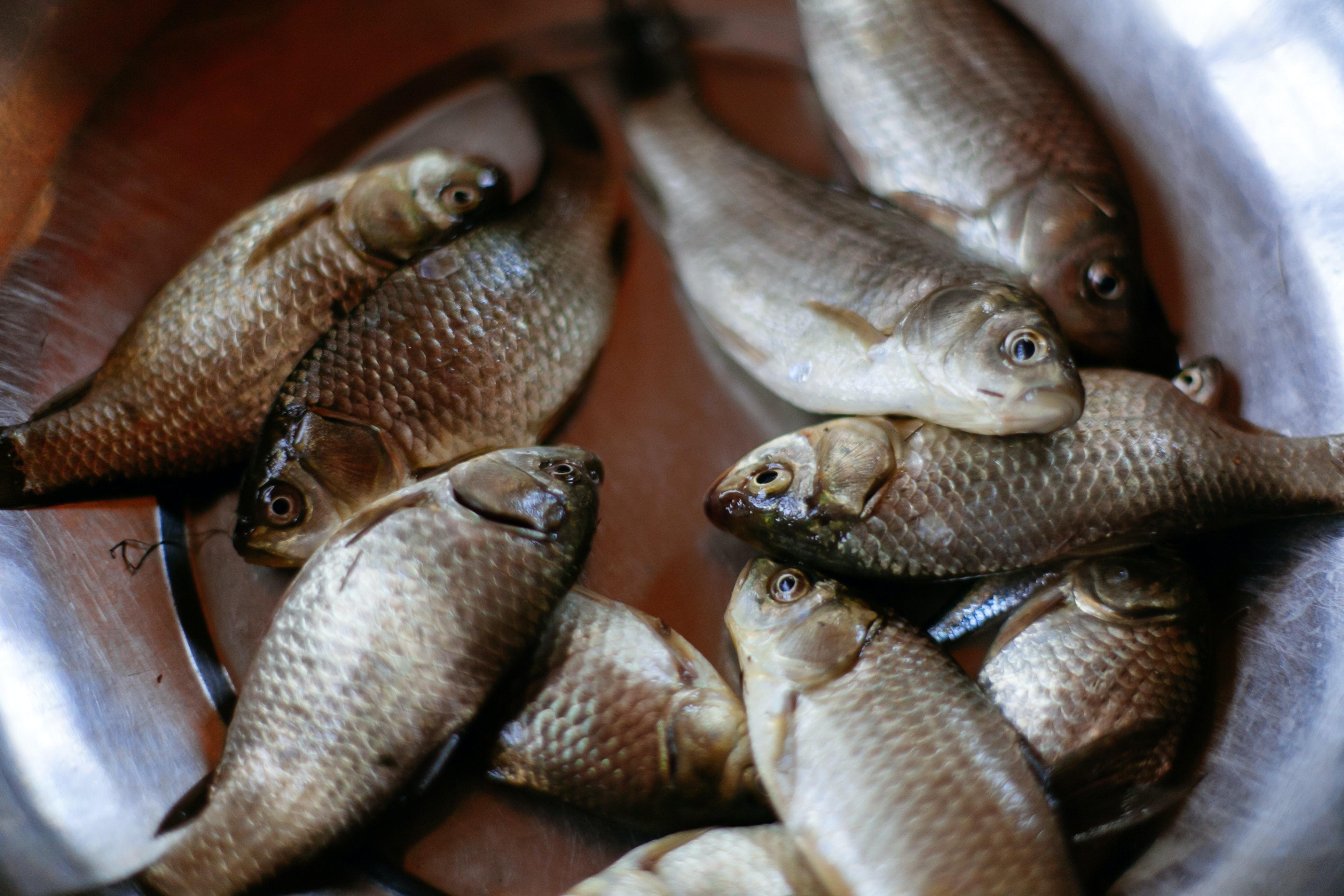 Can fish survive in closed containers? 