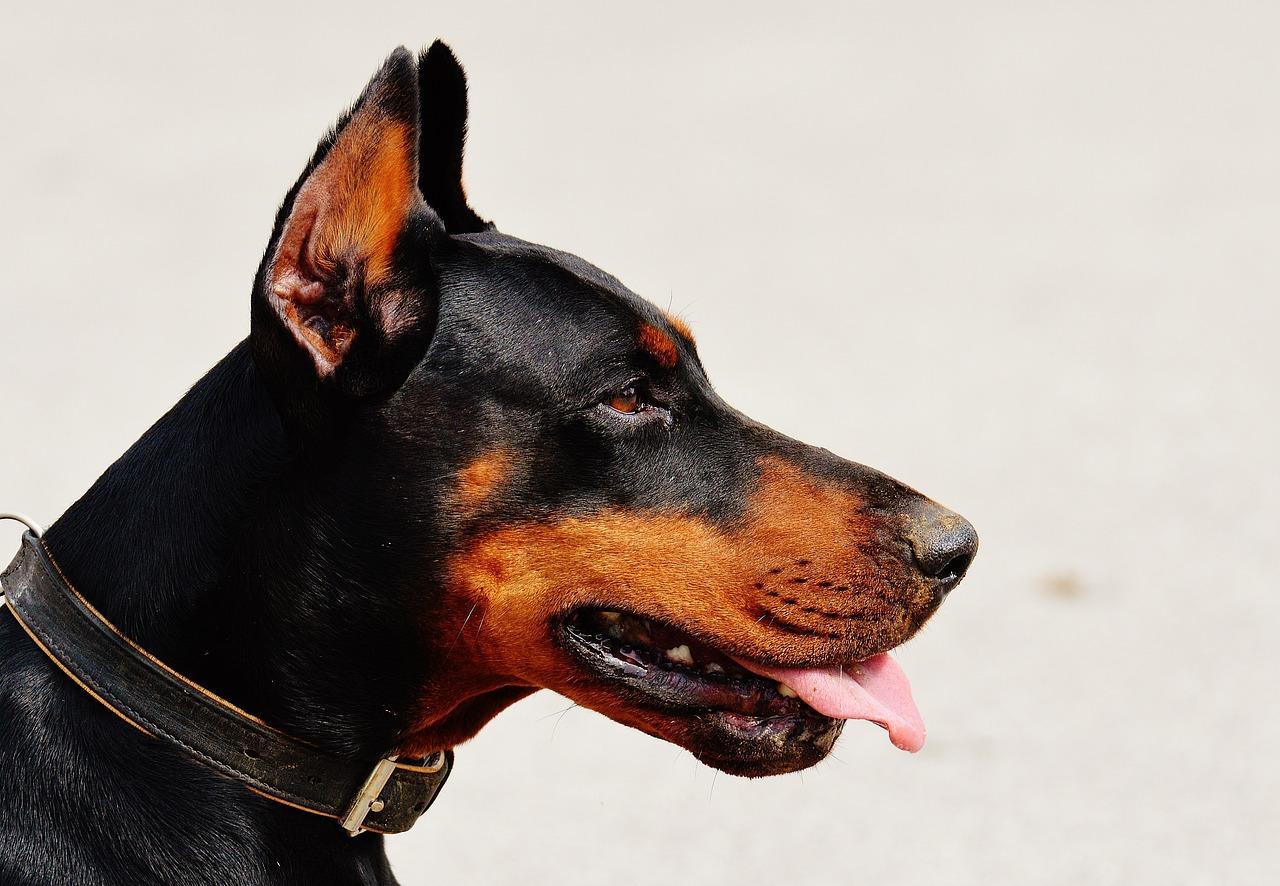 Can I crop my dogs ears at 5 months? 