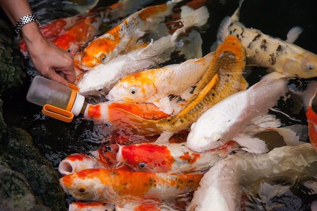 Can koi fish eat cooked rice? 
