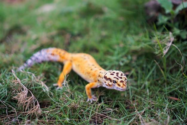Can leopard geckos and tree frogs live together? 