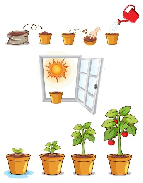 Does music have an effect on plant growth science fair project? 