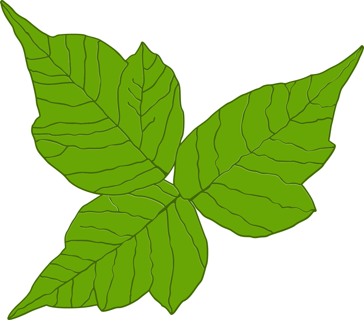 Can you get poison ivy in your bloodstream? 