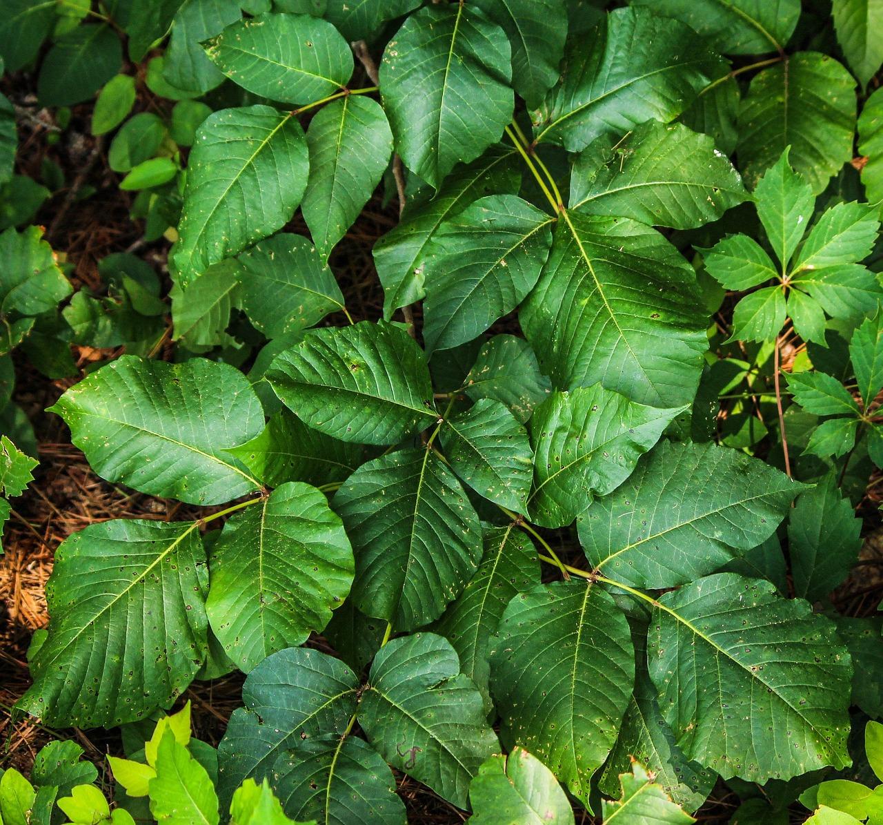 Can you get poison ivy in your bloodstream? 