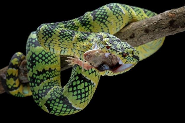 Can snakes eat geckos? 