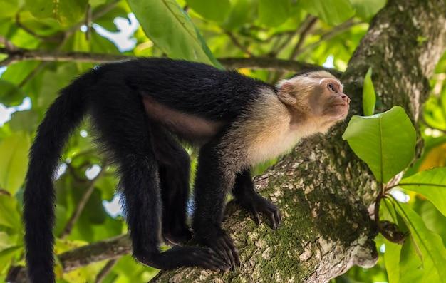 Can you buy a capuchin monkey in the US? 