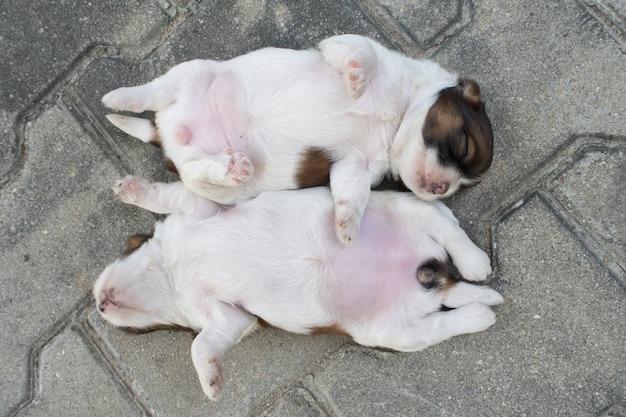 Can you dock a 10 week old puppies tail? 