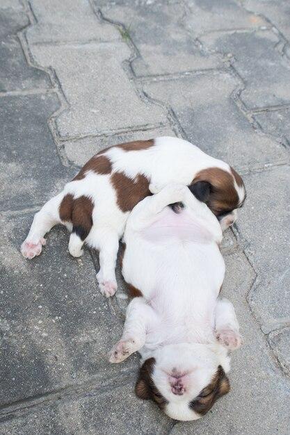 Can you dock a 10 week old puppies tail? 