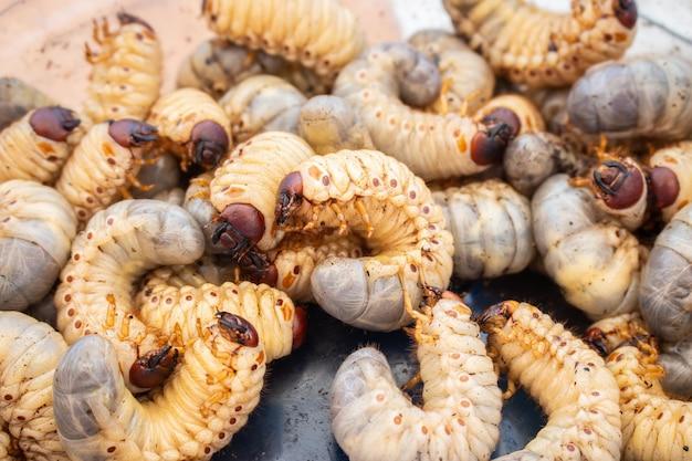 Can you eat a worm raw? 