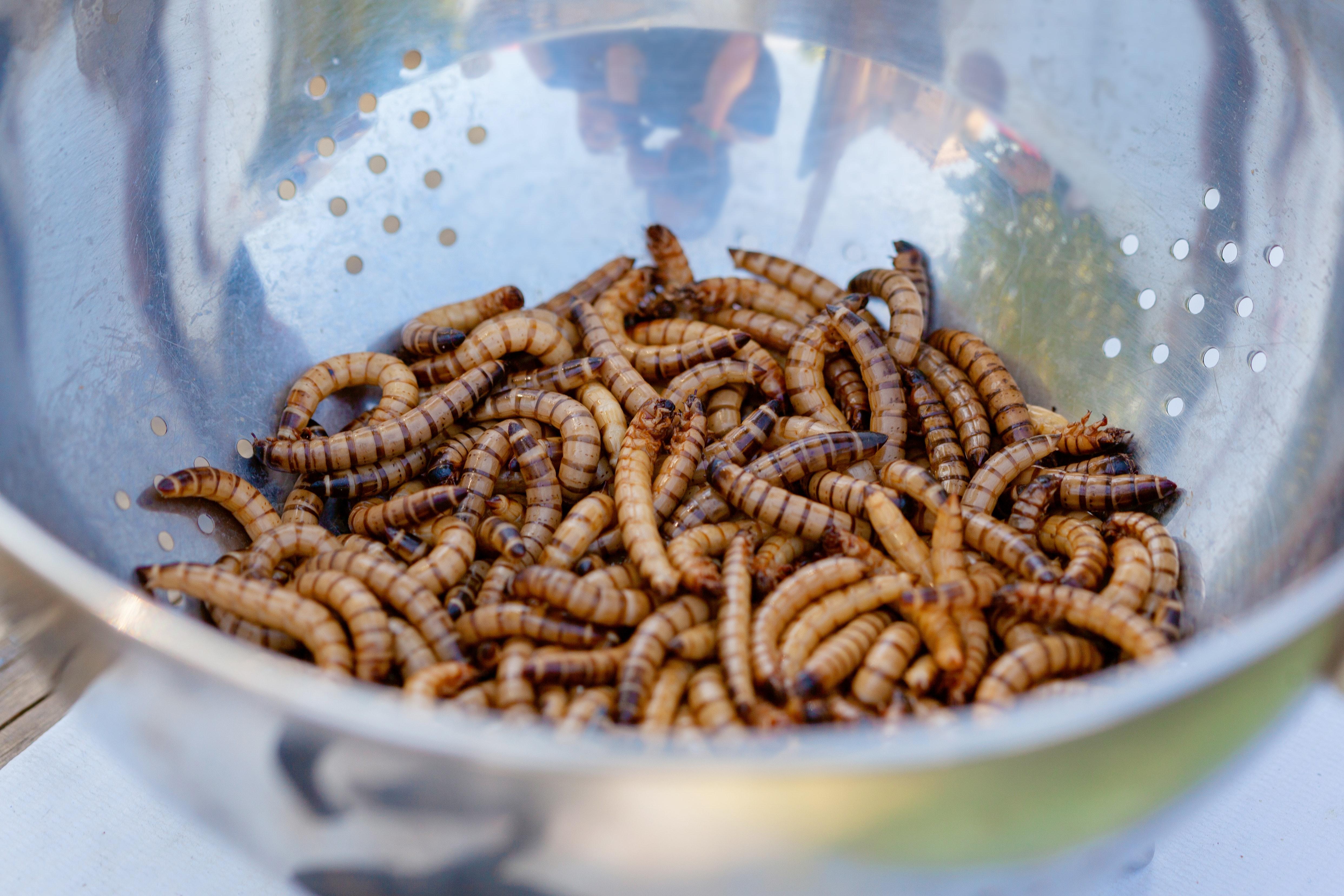 Can you eat a worm raw? 
