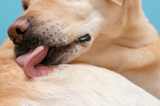 Can you get rabies from dog licking wound? 