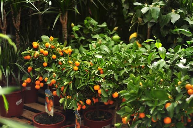 Can you grow citrus trees in New England? 