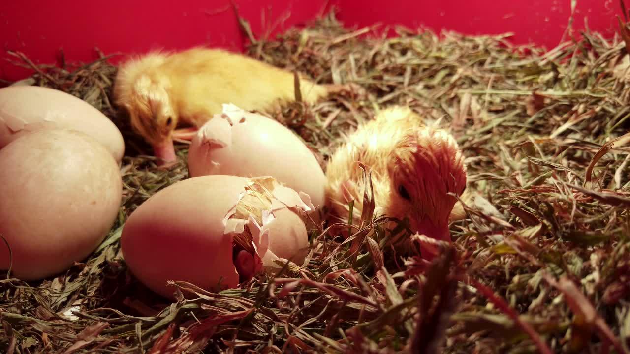 Can you incubate duck eggs under a heat lamp? 