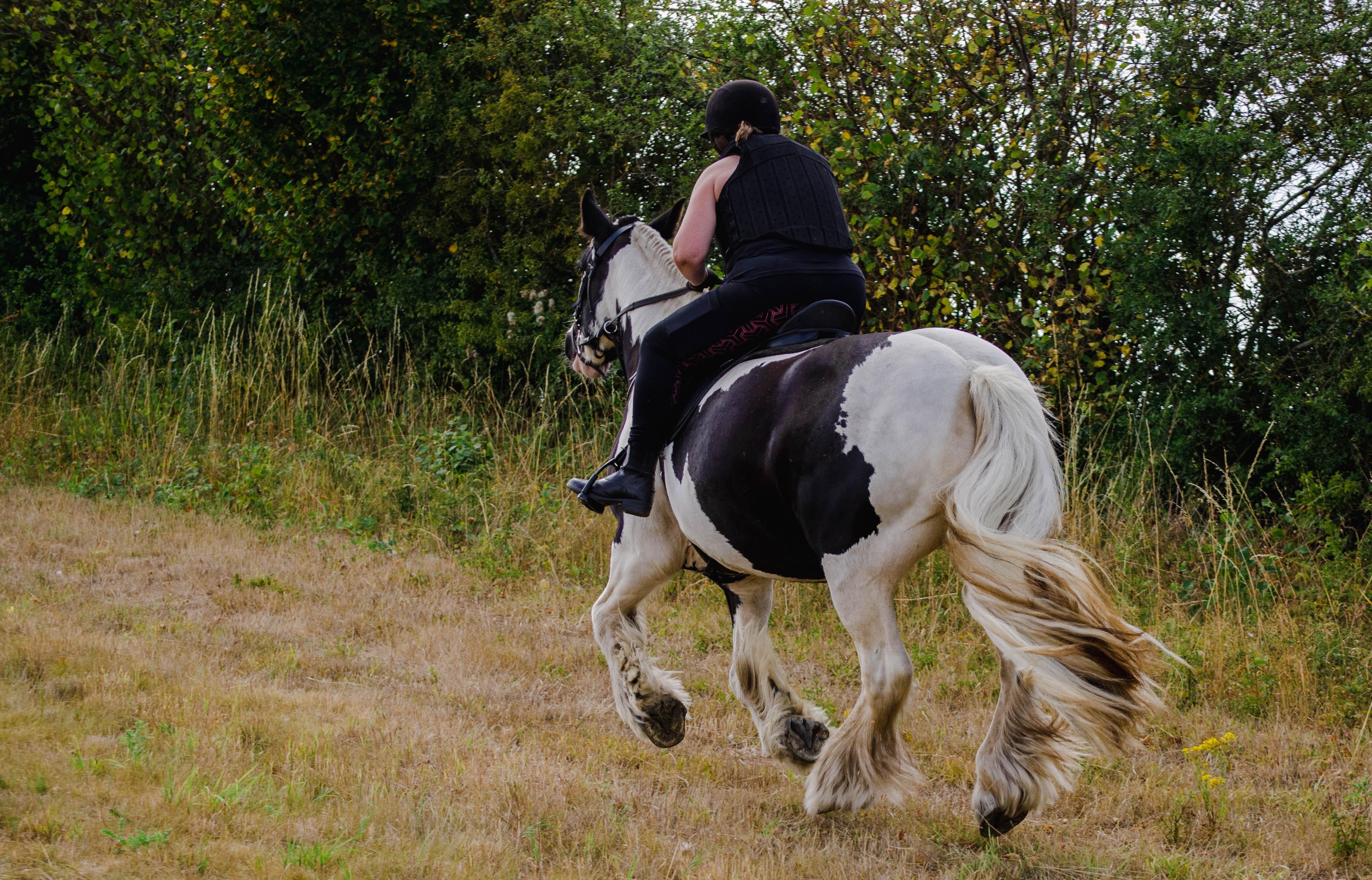 Can you jump a gypsy cob? 