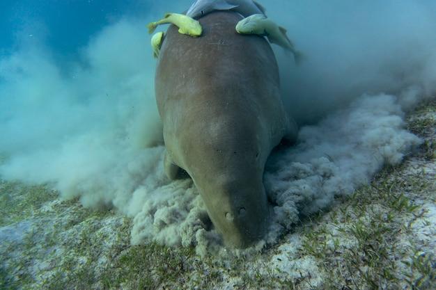 Is it possible to eat food underwater? 