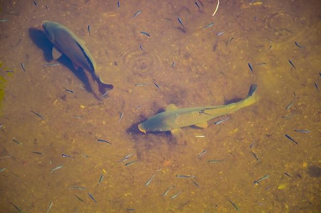 Is it possible to eat food underwater? 
